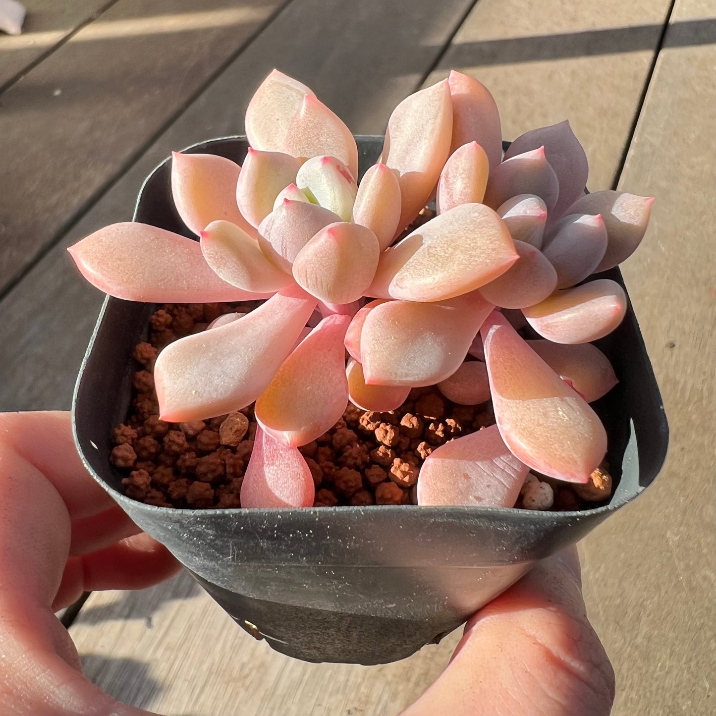 2008 Graptoveria Orange Sherbet