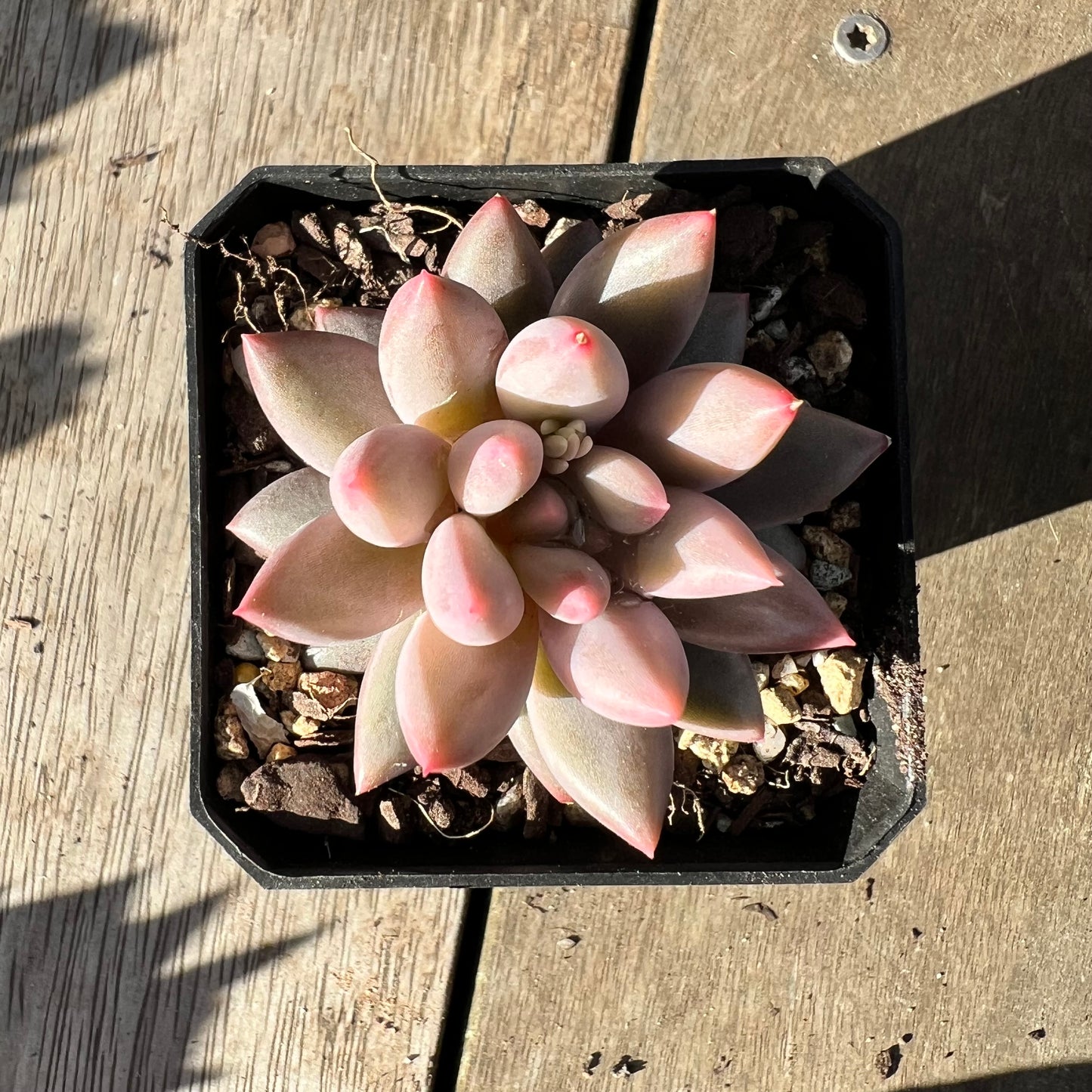 2008 Pachyveria 'Red Tassel'