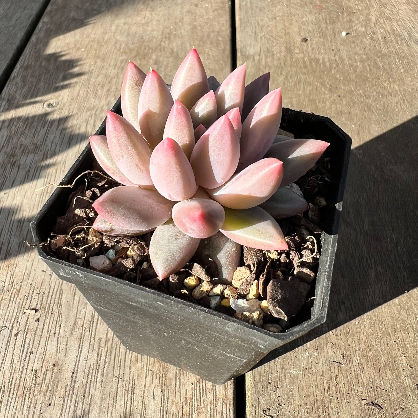 2008 Pachyveria 'Red Tassel'