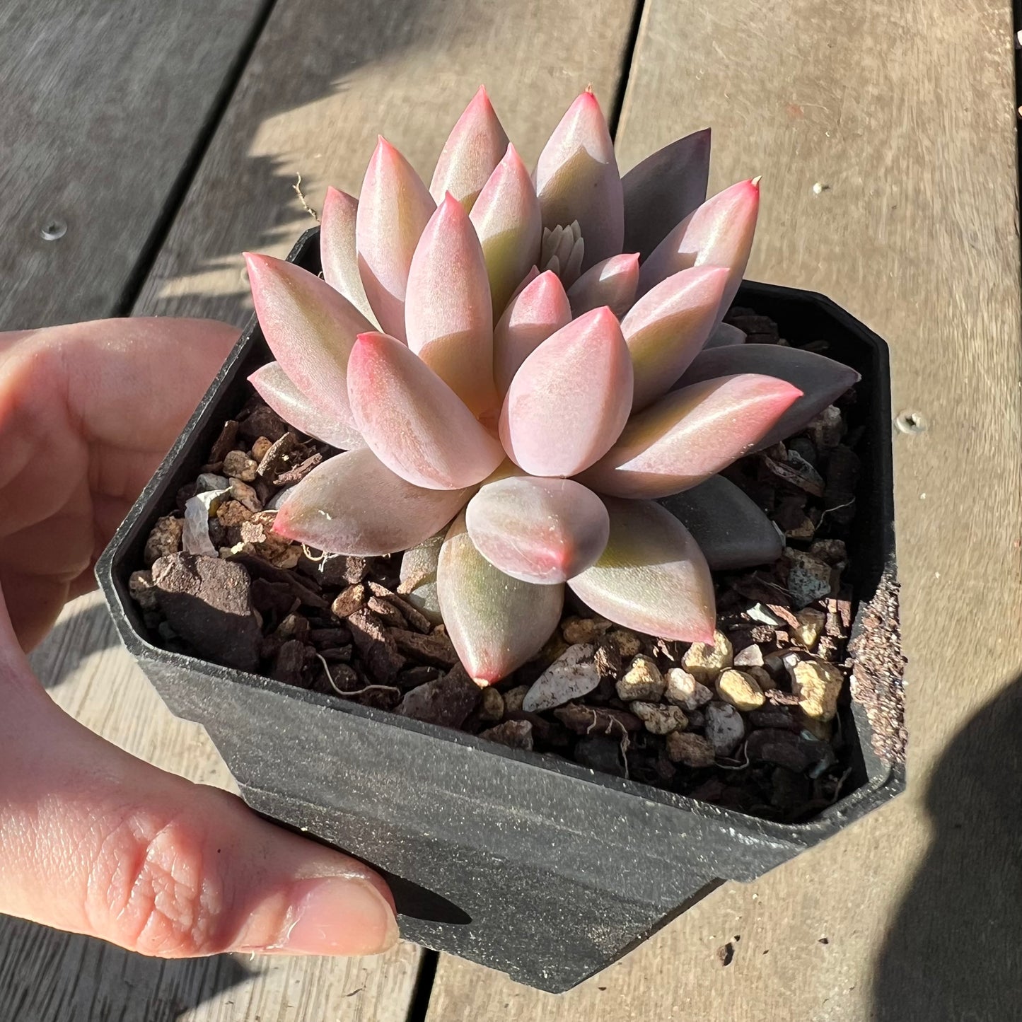 2008 Pachyveria 'Red Tassel'