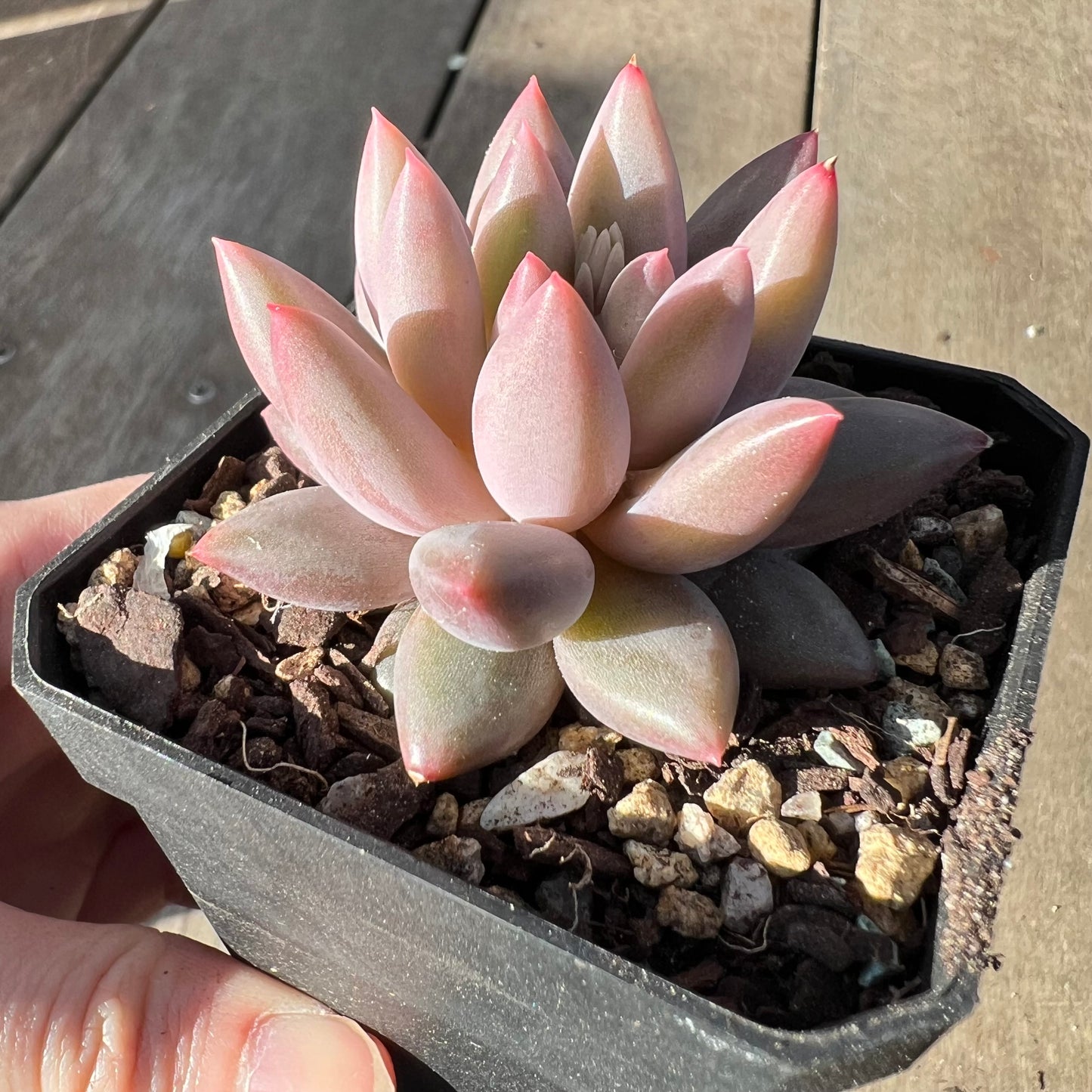 2008 Pachyveria 'Red Tassel'