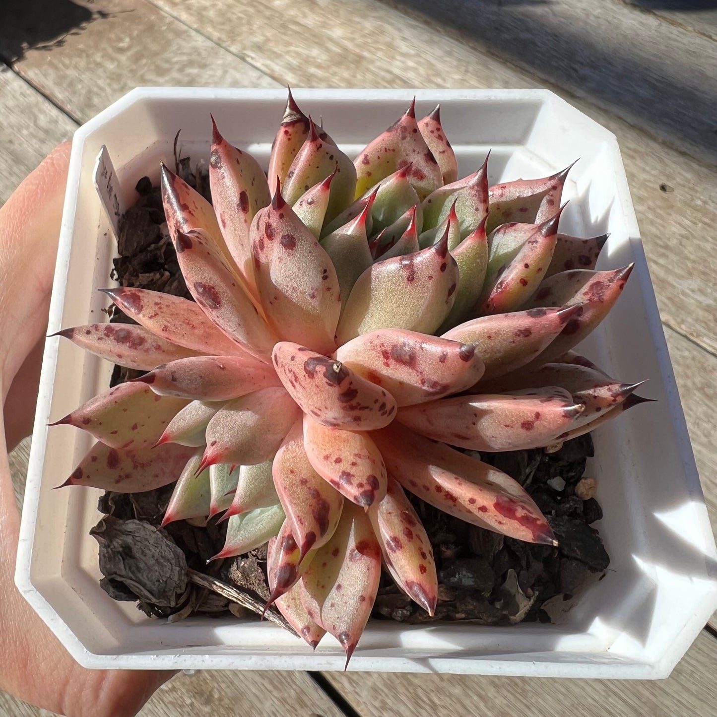 2105 Echeveria Agavoides Cuspidata x Ebony Hybrid