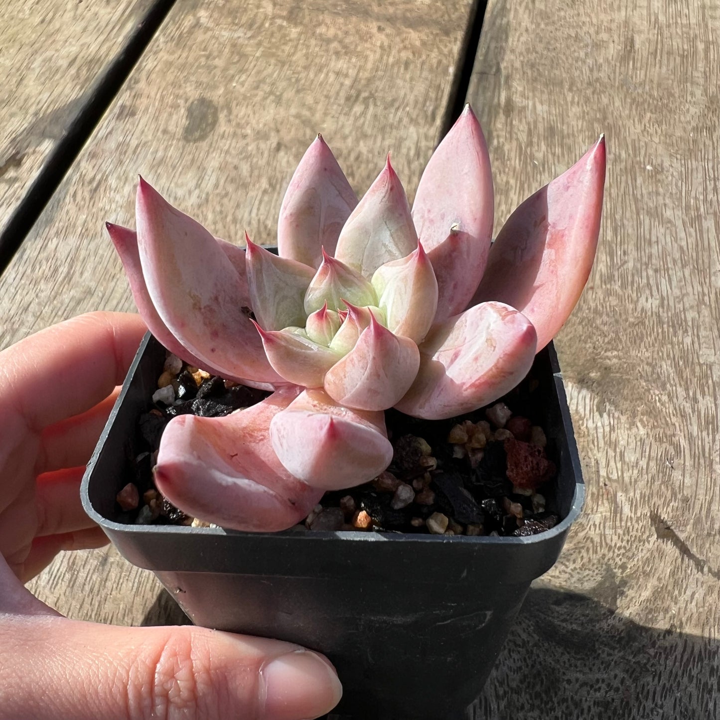2105 Echeveria Beris