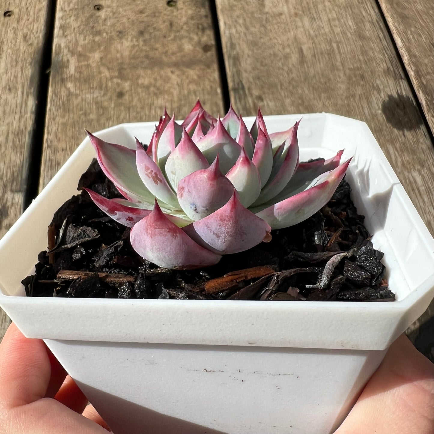 3110 卡西欧拉丝锦