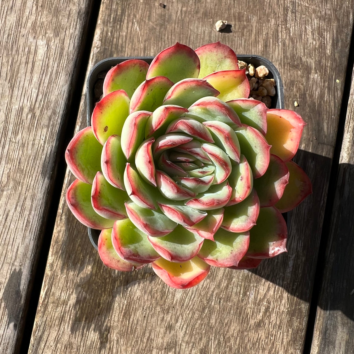 2105 Echeveria Lotus