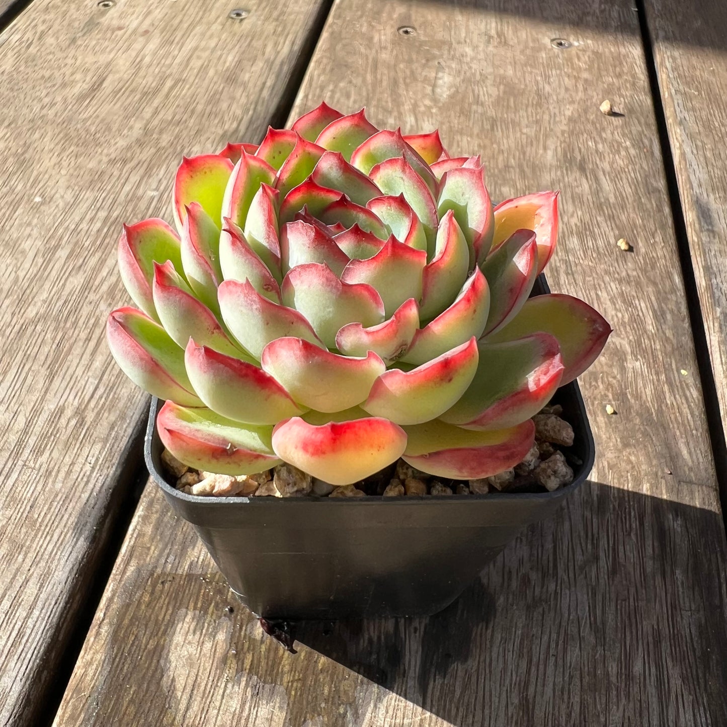 2105 Echeveria Lotus