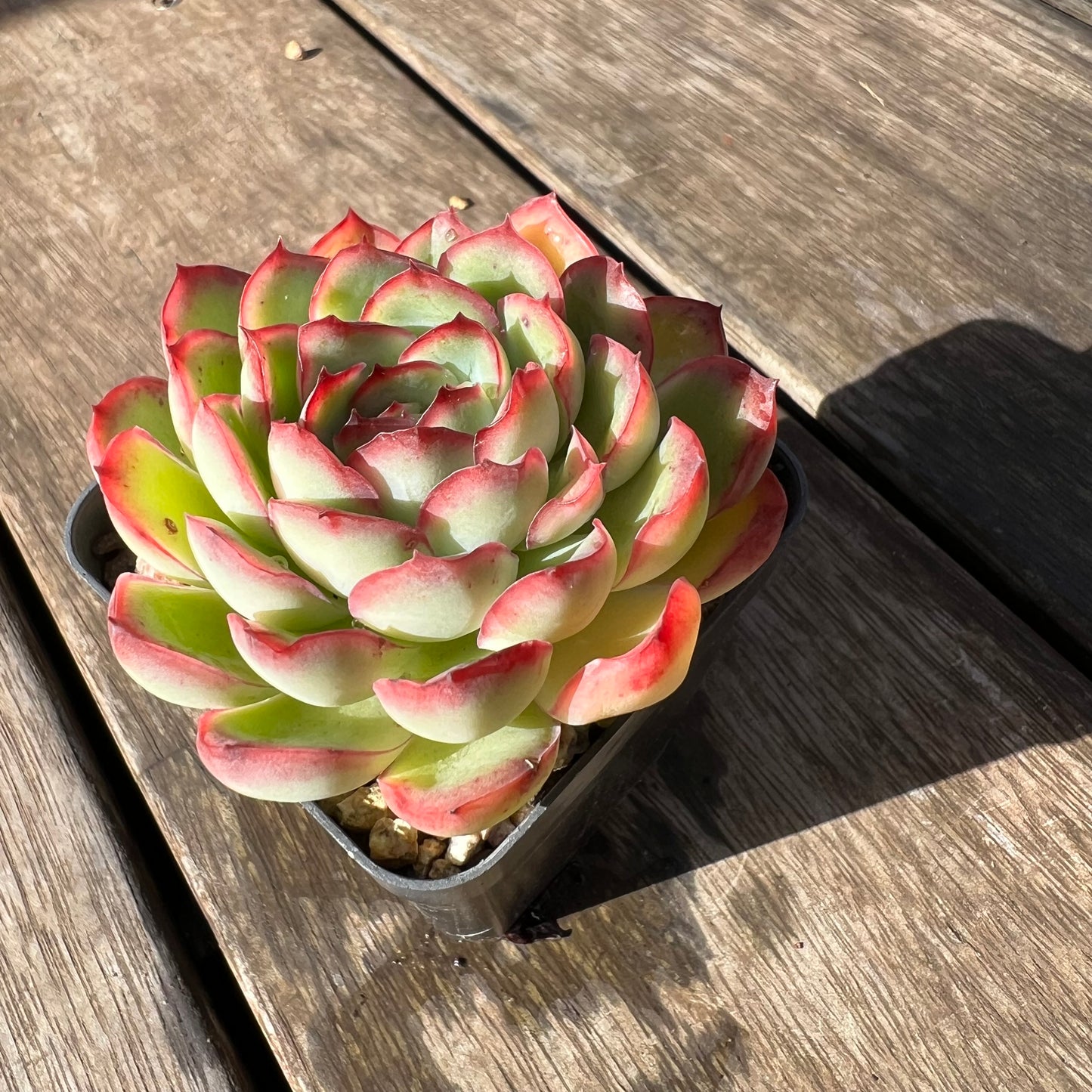 2105 Echeveria Lotus