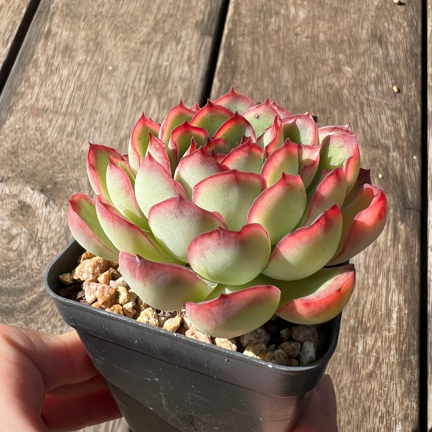 2105 Echeveria Lotus
