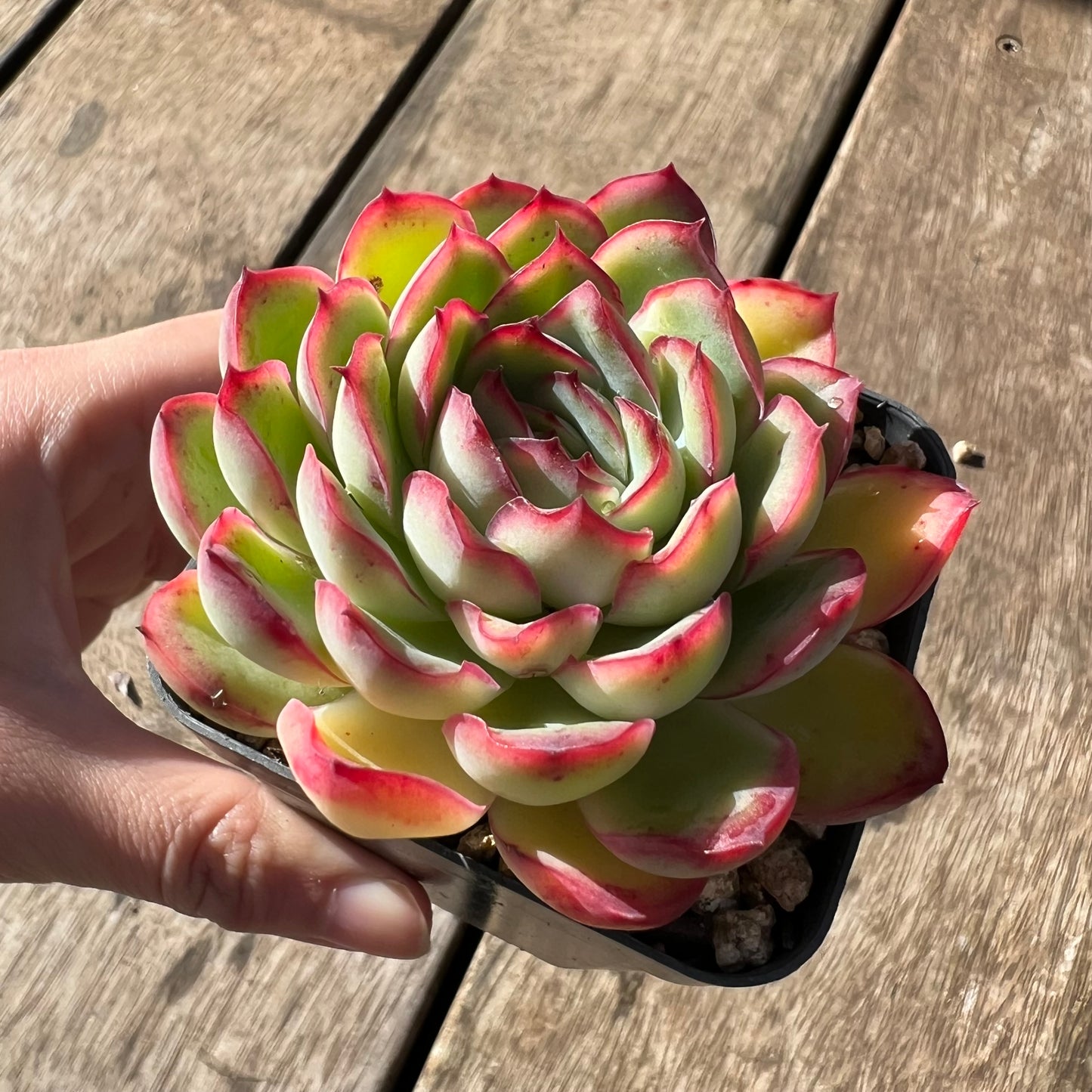 2105 Echeveria Lotus