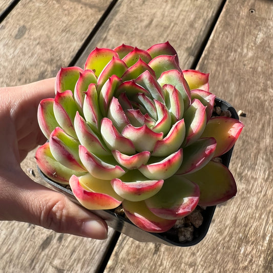 2105 Echeveria Lotus
