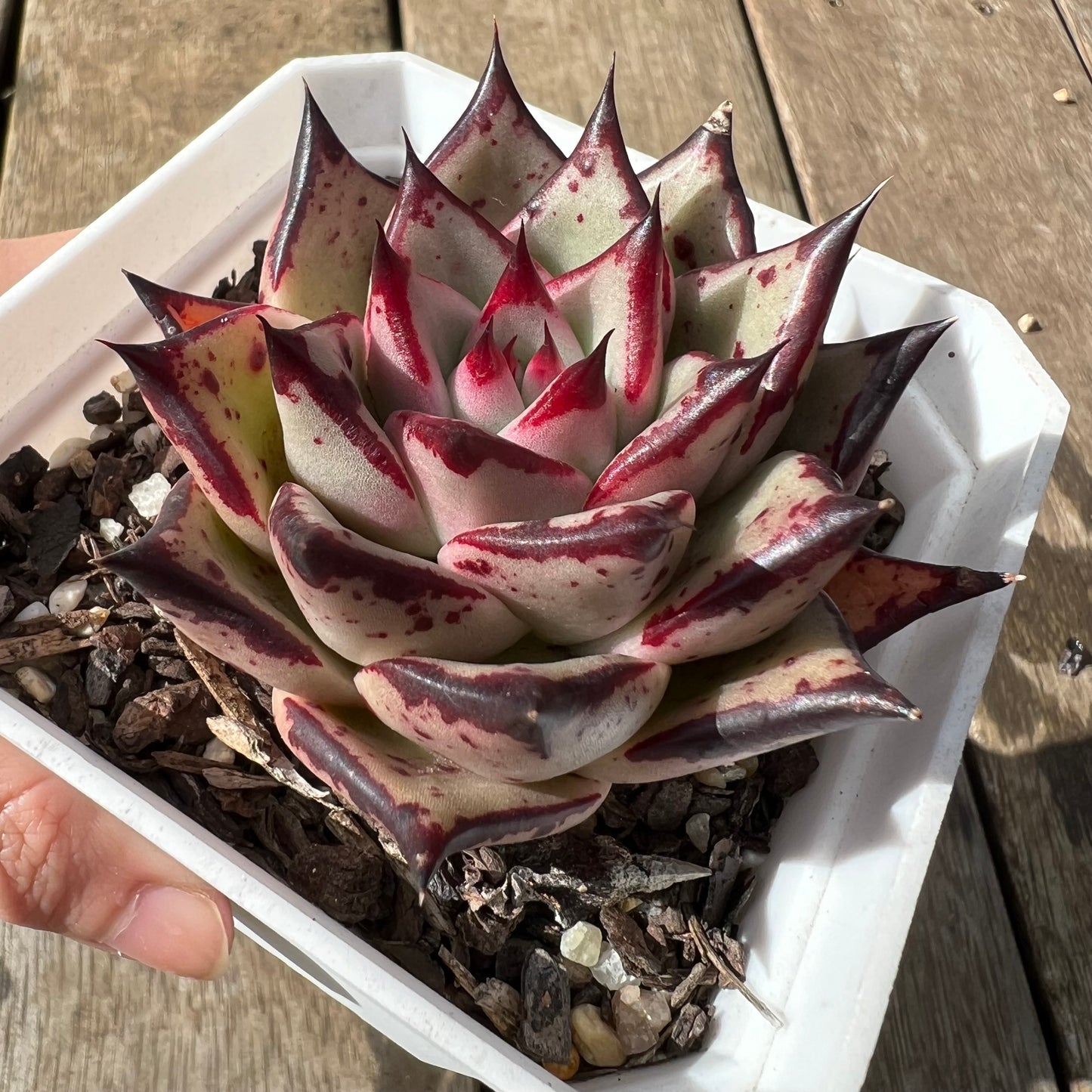 2105 Echeveria Ebony
