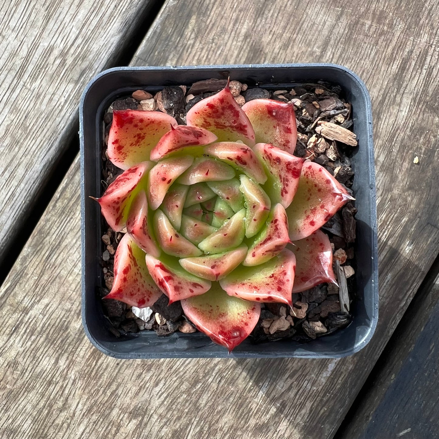 Echeveria 'Elizabeth' Korean Form