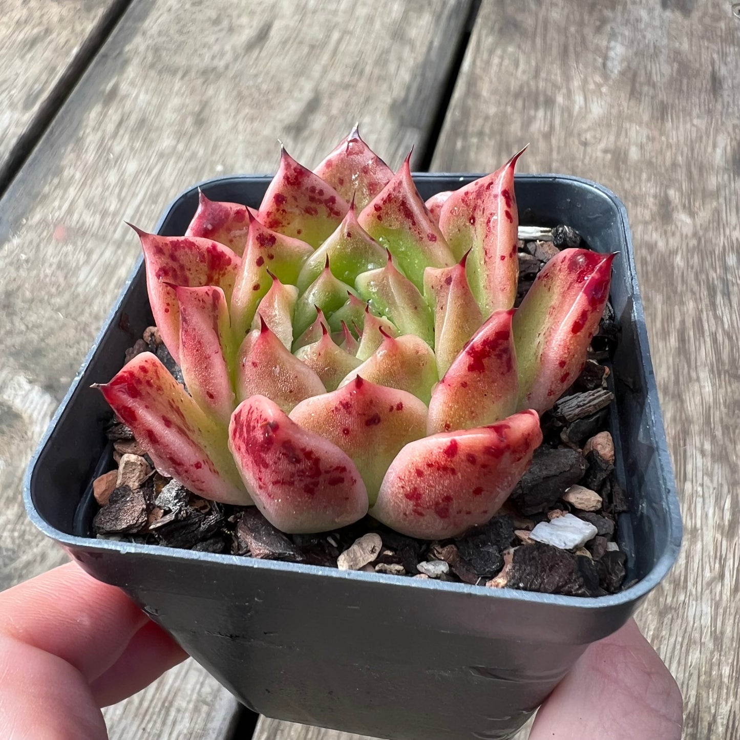 Echeveria 'Elizabeth' Korean Form