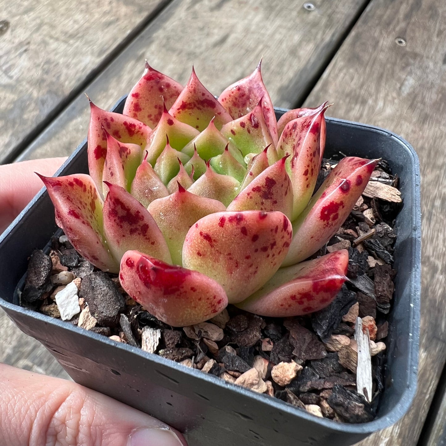 Echeveria 'Elizabeth' Korean Form