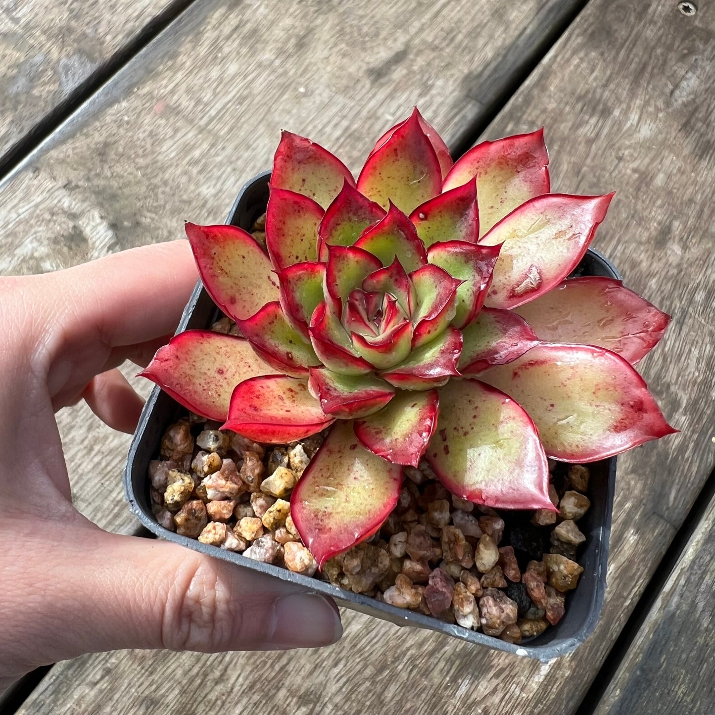 2105 Echeveria Giselle