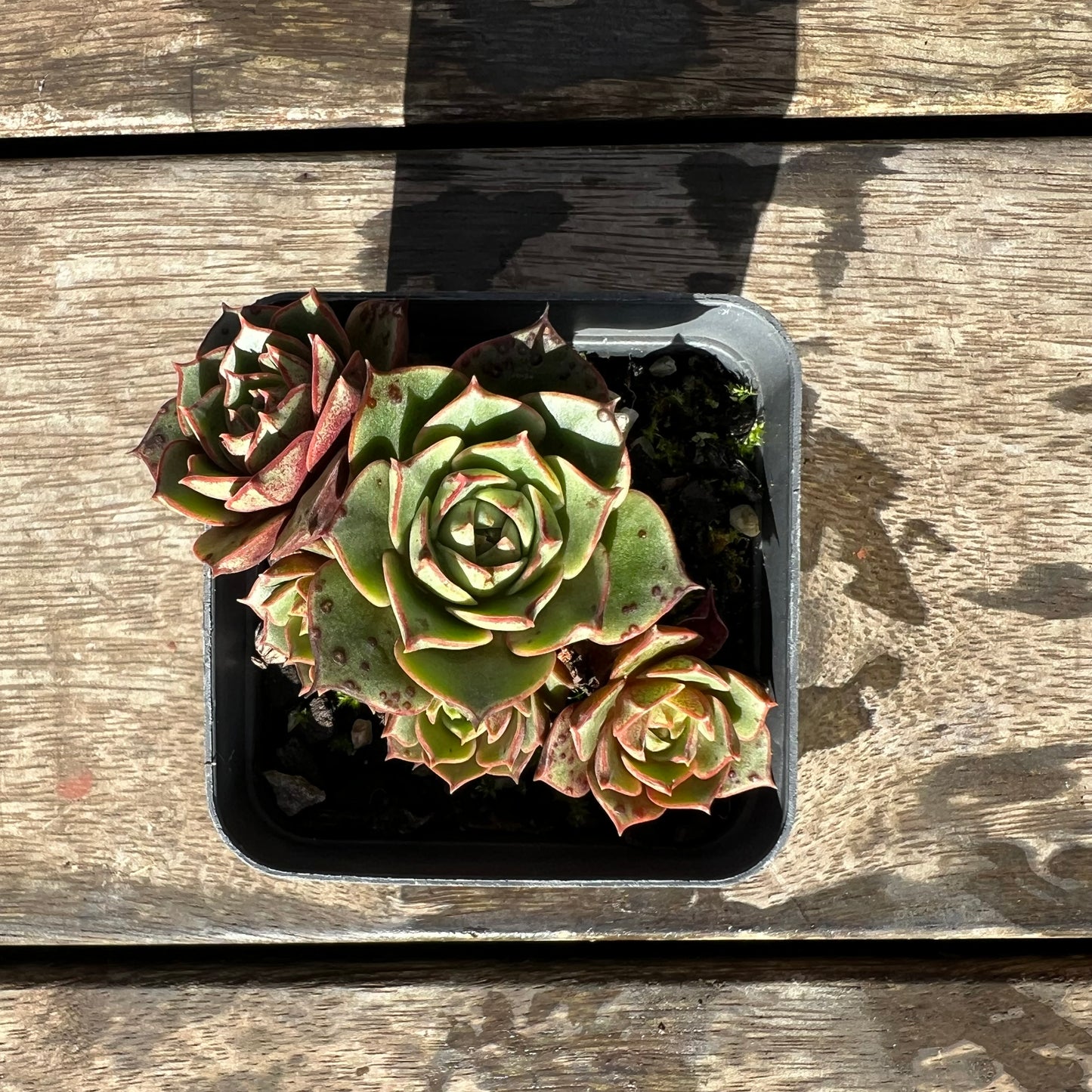 0904 圆叶罗西马