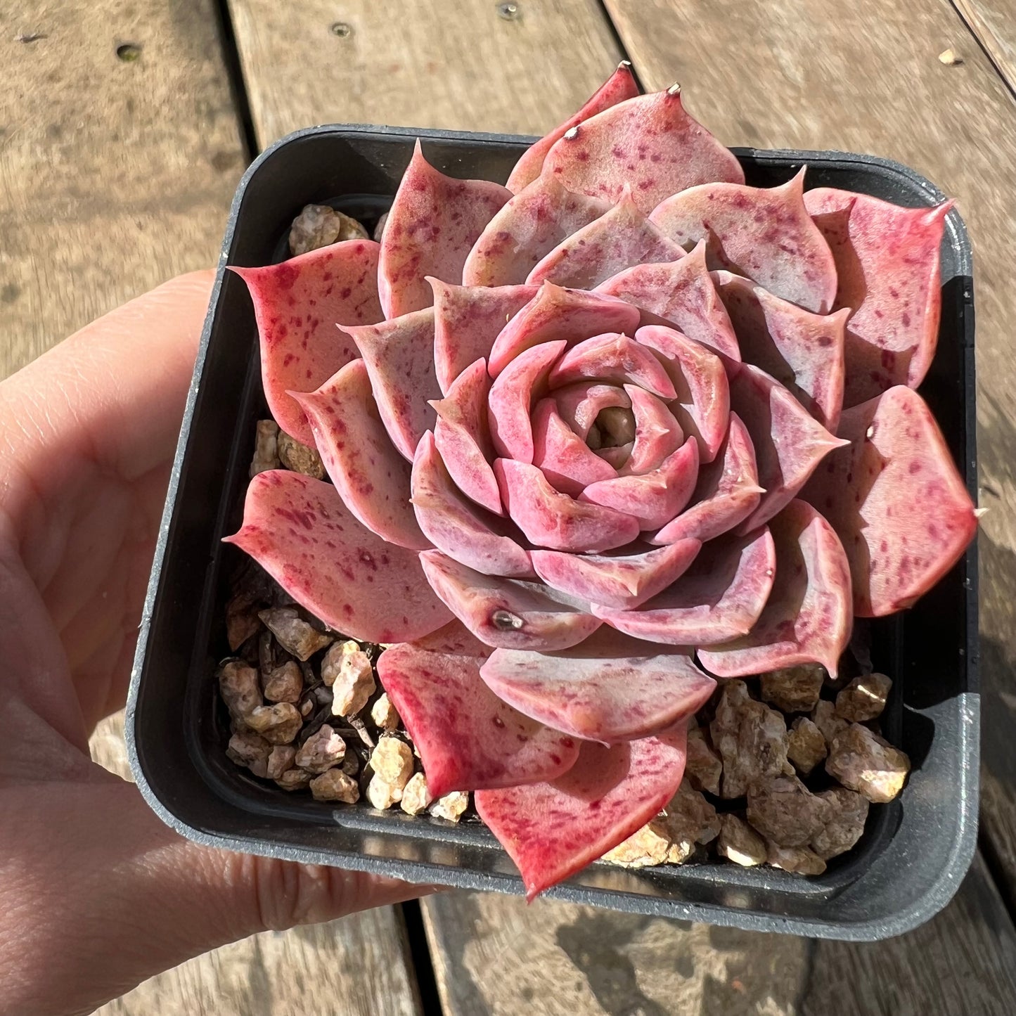2105 Echeveria Mohican