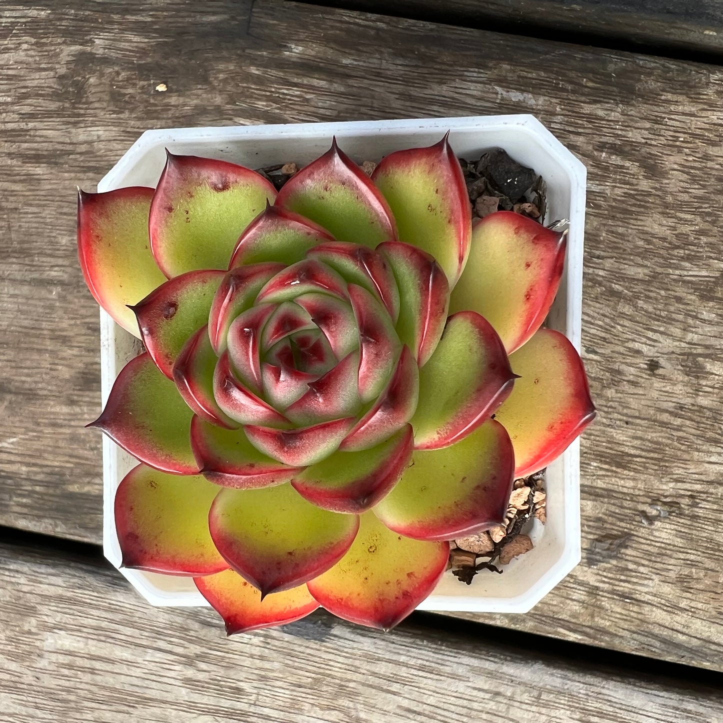 2105 Echeveria 'Moon Stone'