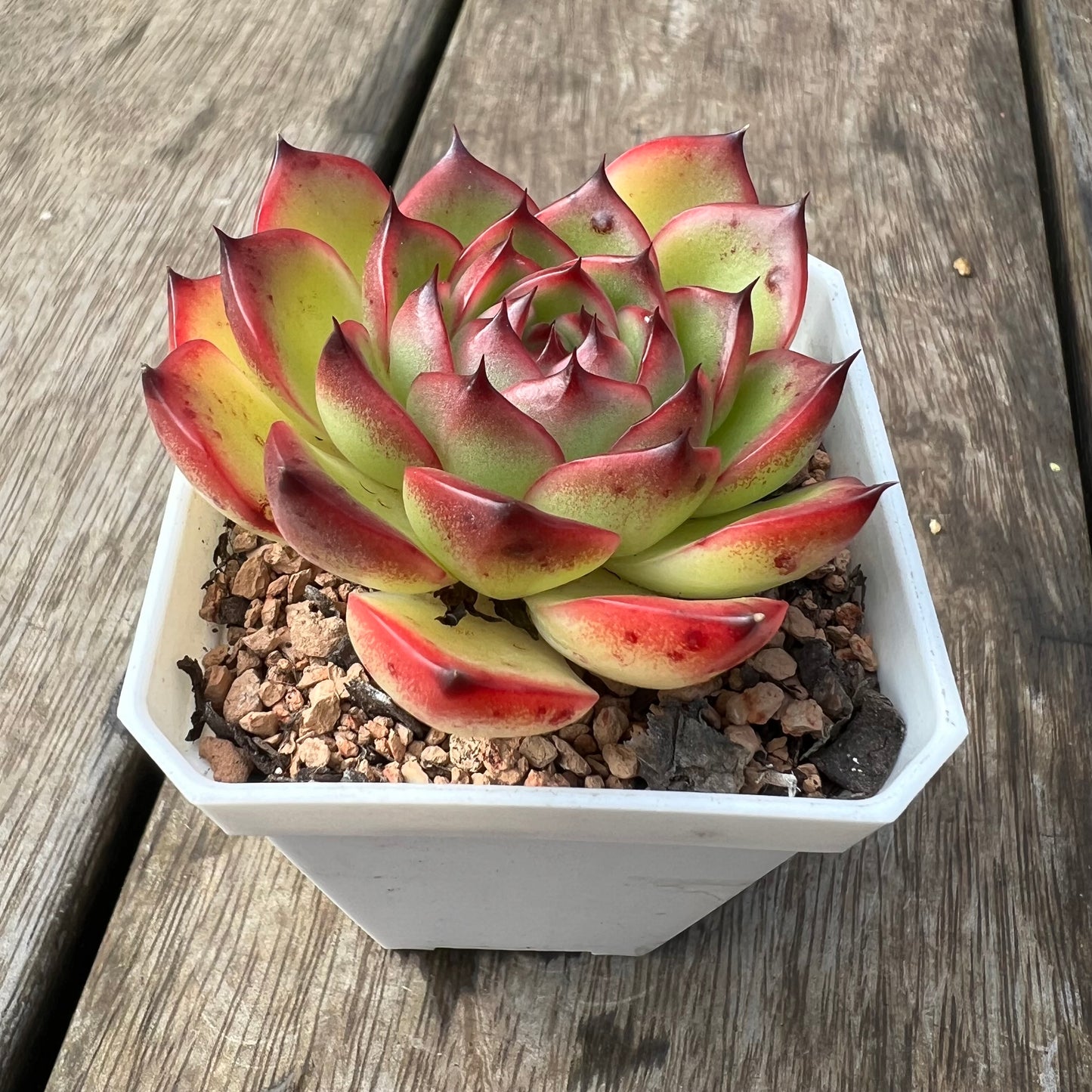 2105 Echeveria 'Moon Stone'