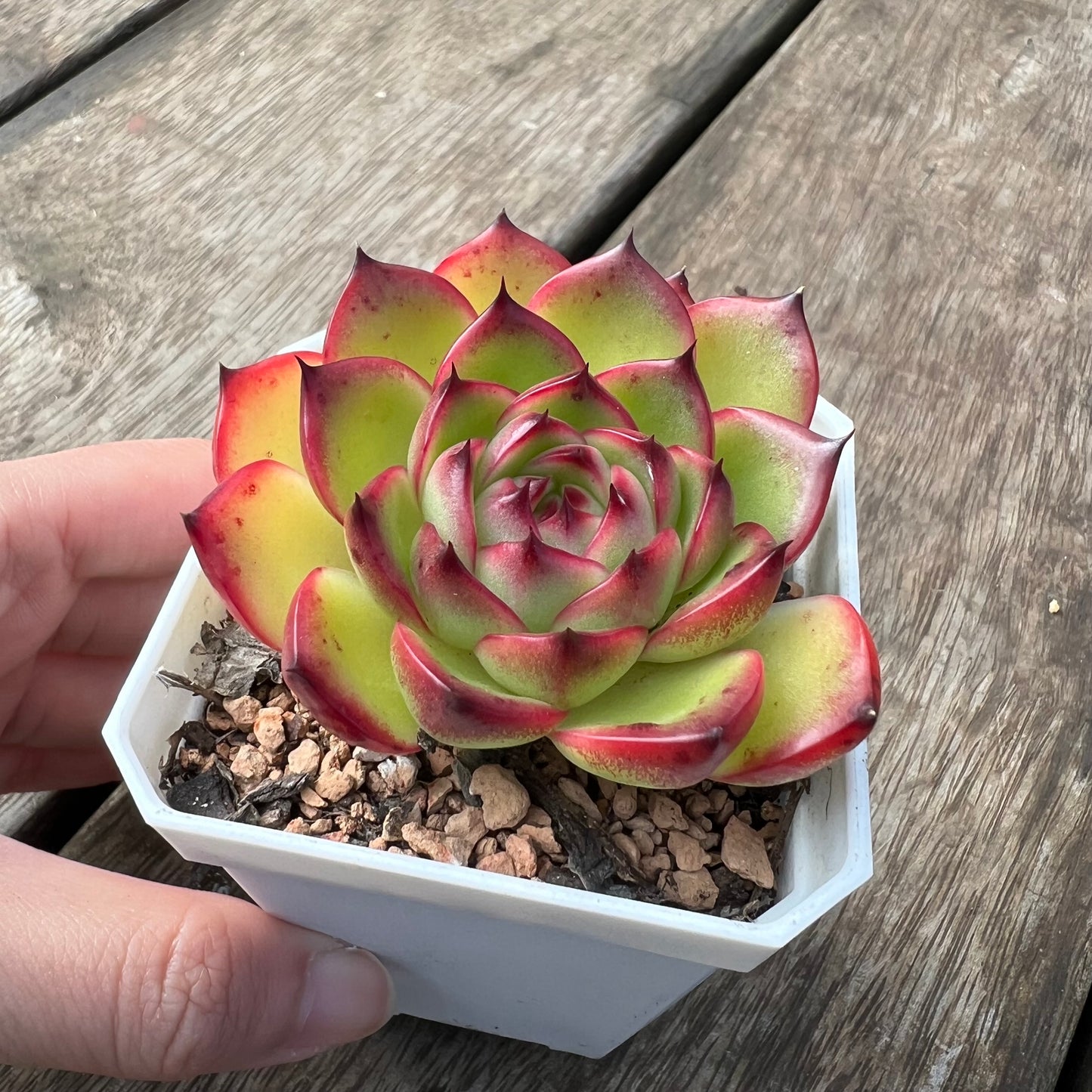 2105 Echeveria 'Moon Stone'