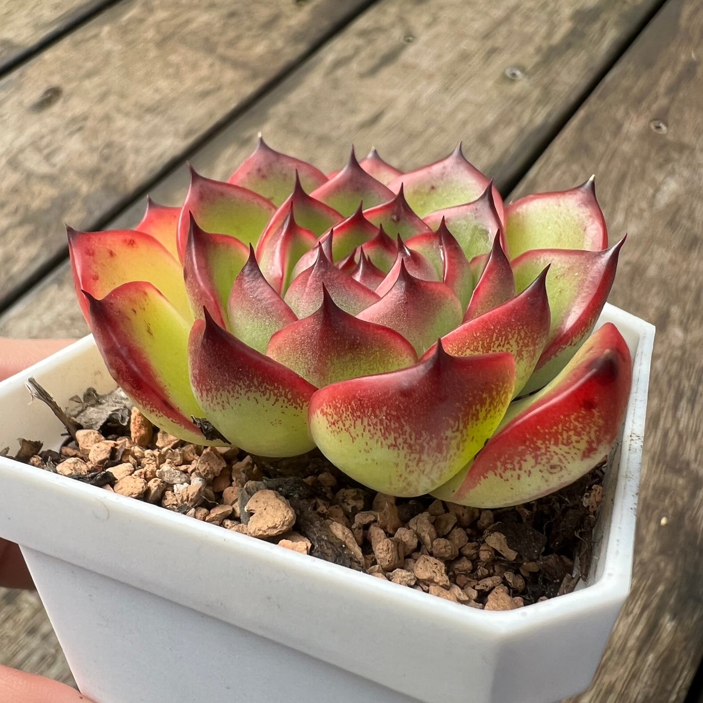 2105 Echeveria 'Moon Stone'