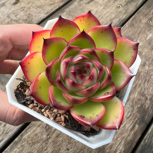 2105 Echeveria 'Moon Stone'