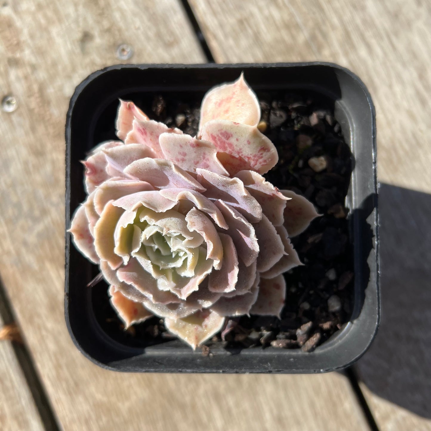 2105 沙维娜公主