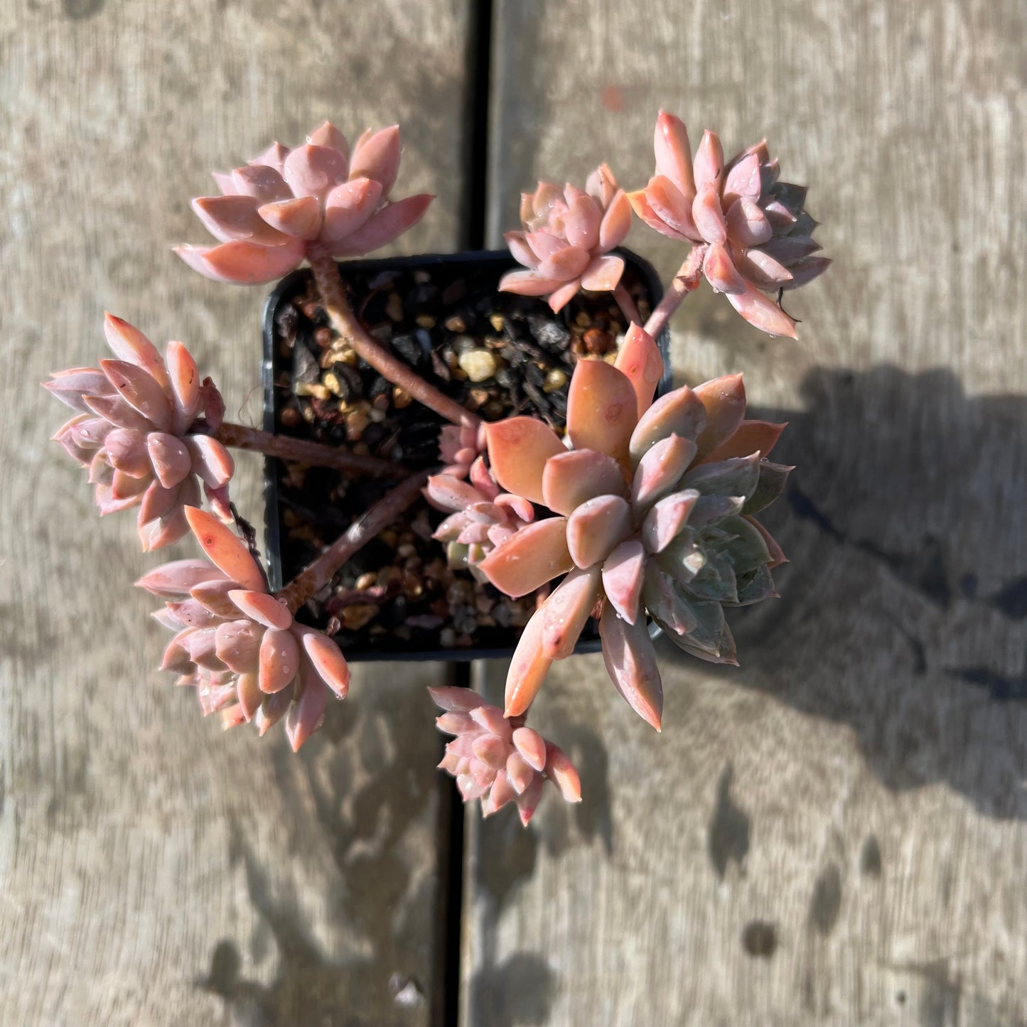2105 Sedeveria Purple Drop aka Victor (Large Clump)