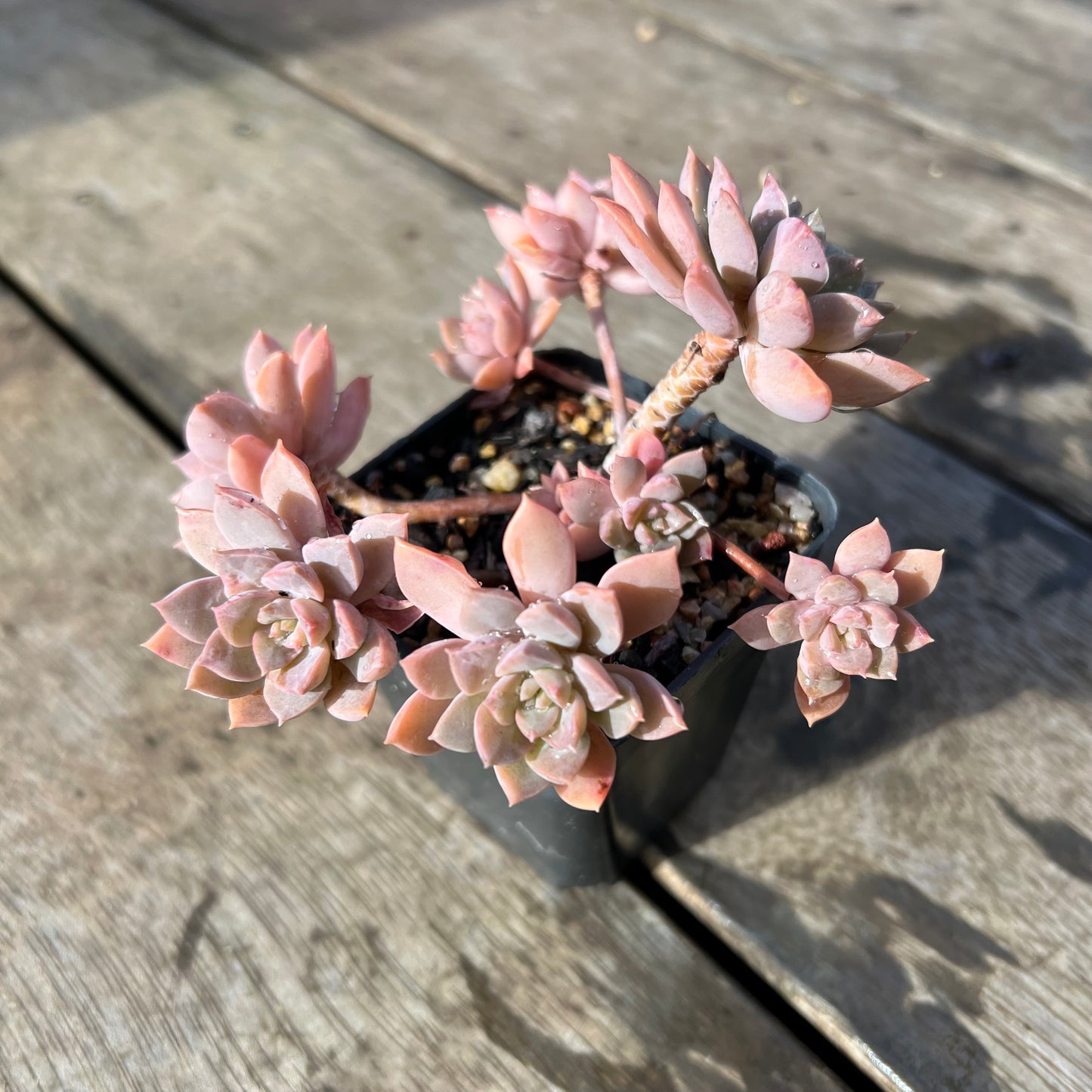 2105 Sedeveria Purple Drop aka Victor (Large Clump)