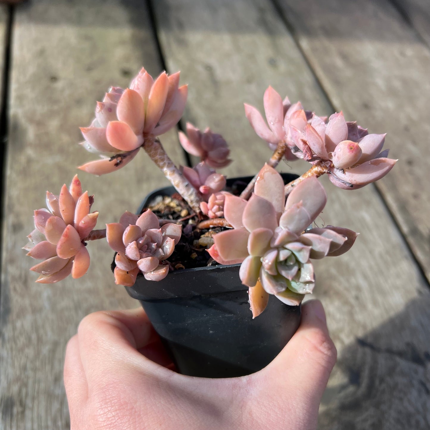 2105 Sedeveria Purple Drop aka Victor (Large Clump)