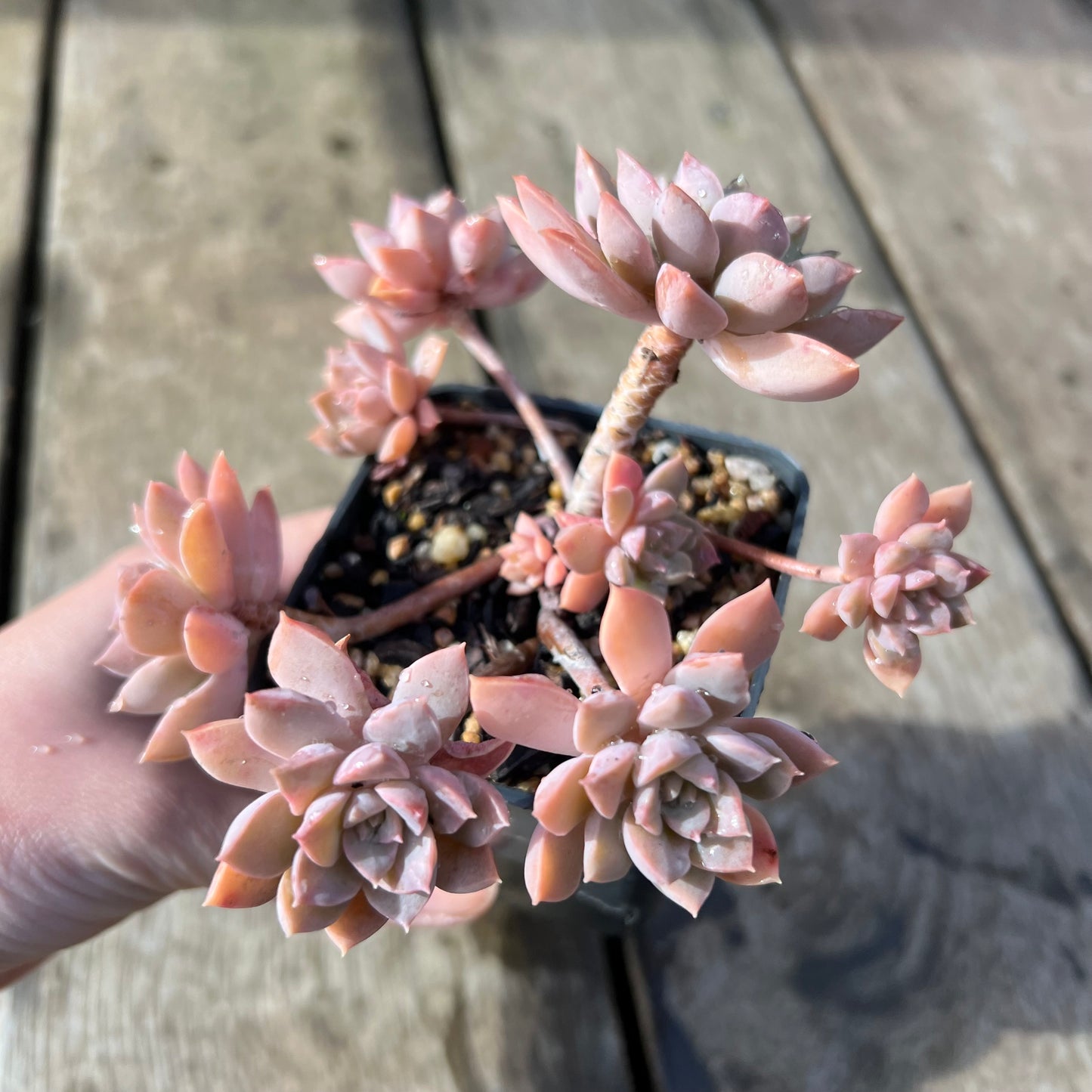 2105 Sedeveria Purple Drop aka Victor (Large Clump)