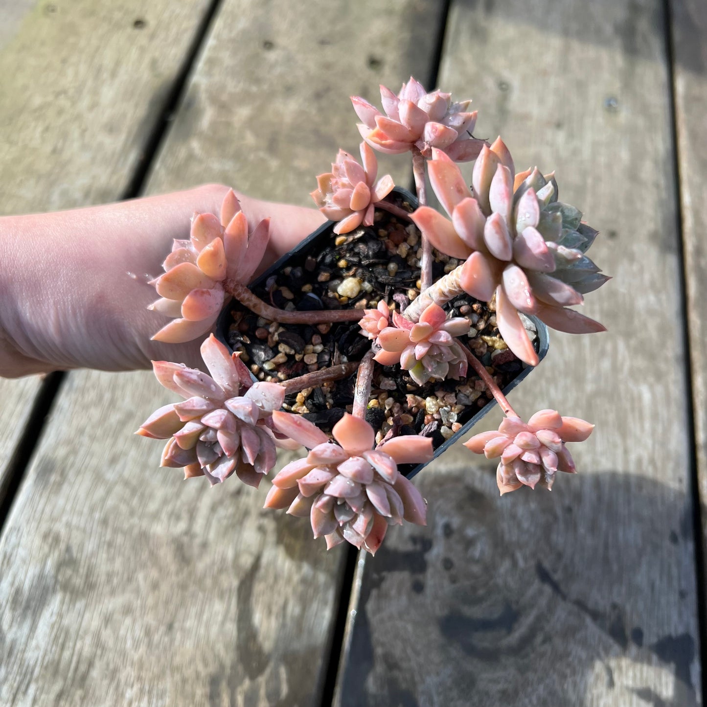 2105 Sedeveria Purple Drop aka Victor (Large Clump)