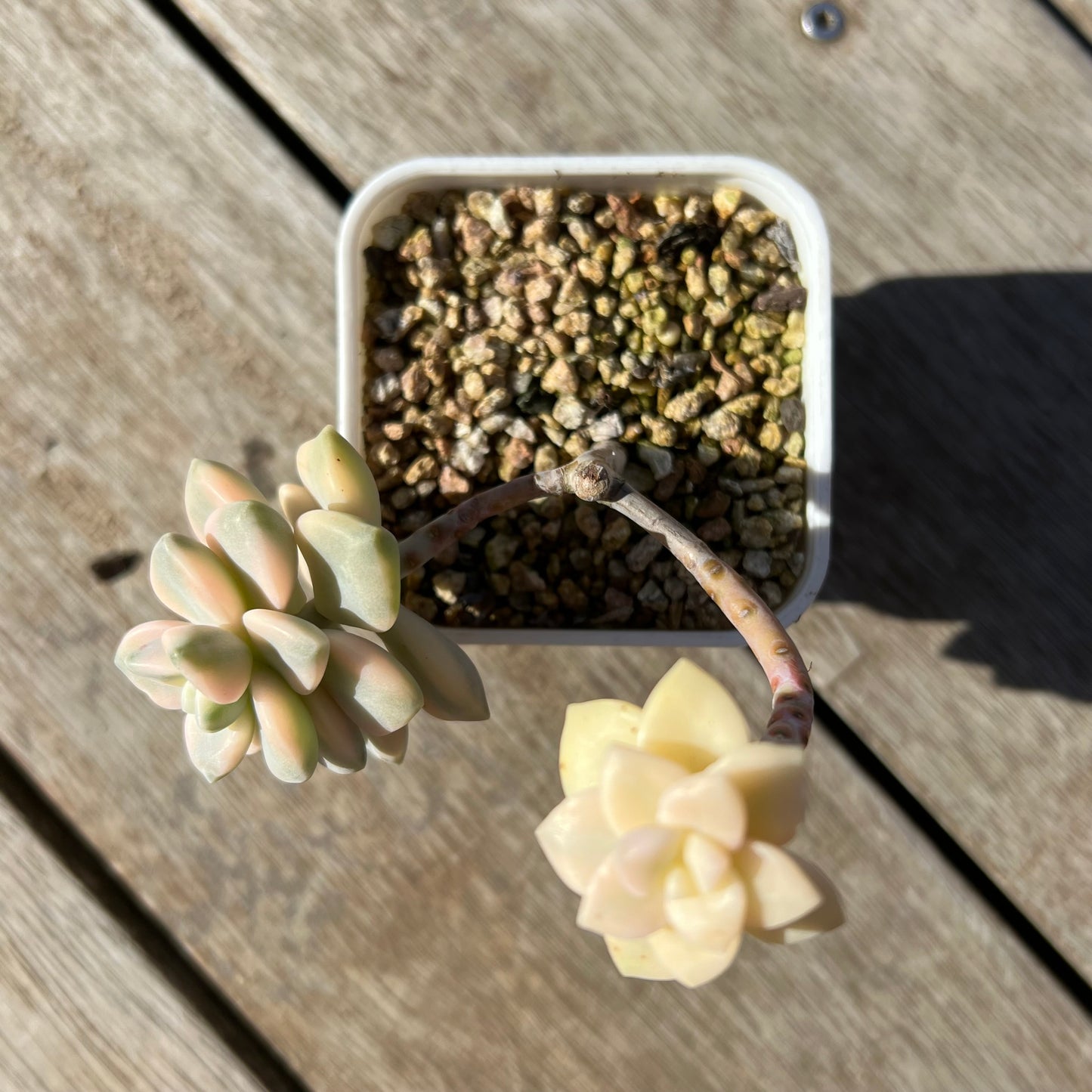2105 Graptopetalum Paraguayense ssp.Bernalense Variegated