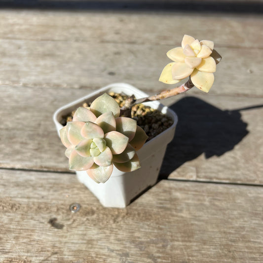 2105 Graptopetalum Paraguayense ssp.Bernalense Variegated