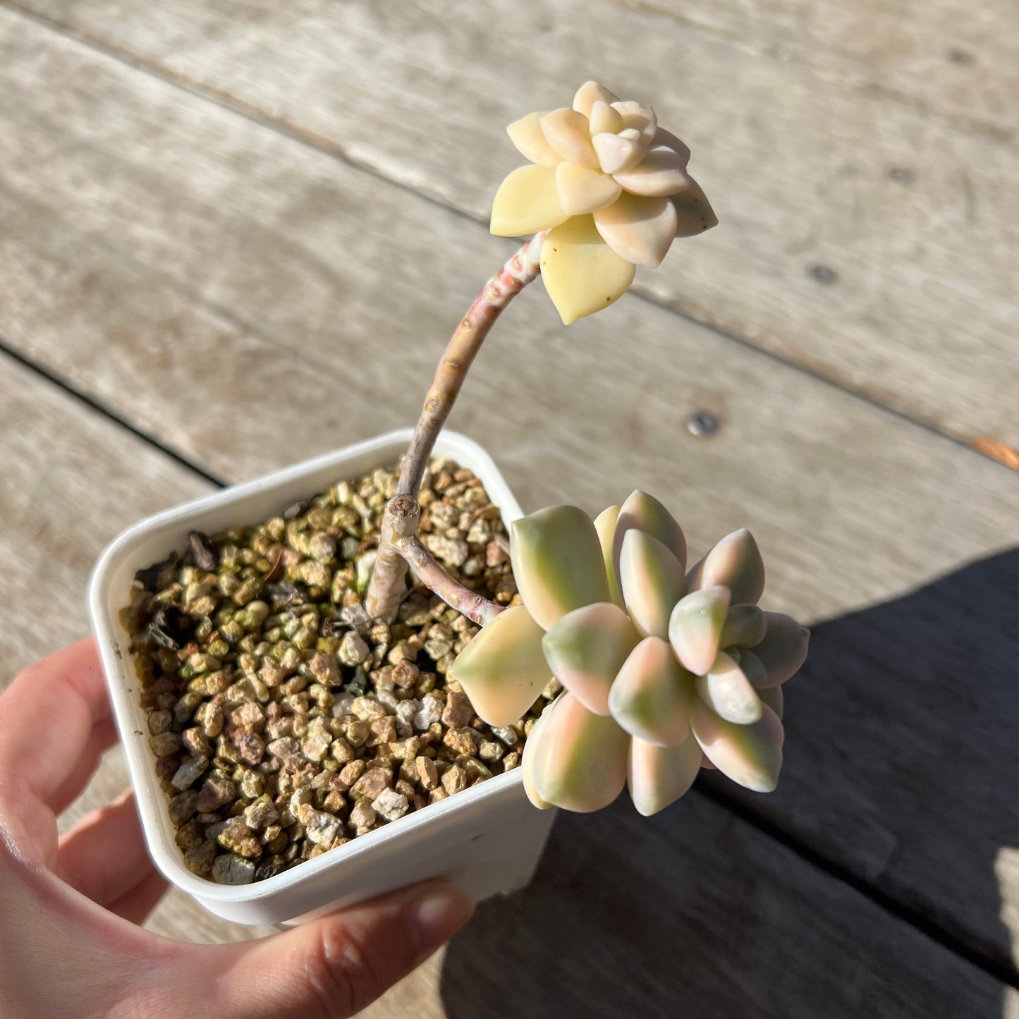 2105 Graptopetalum Paraguayense ssp.Bernalense Variegated