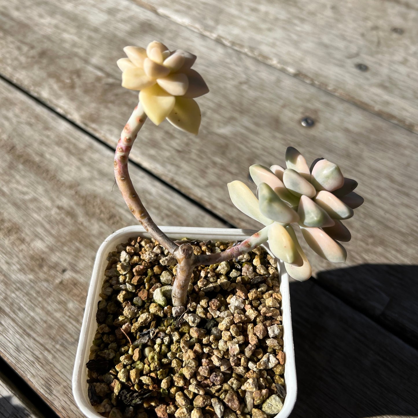 2105 Graptopetalum Paraguayense ssp.Bernalense Variegated