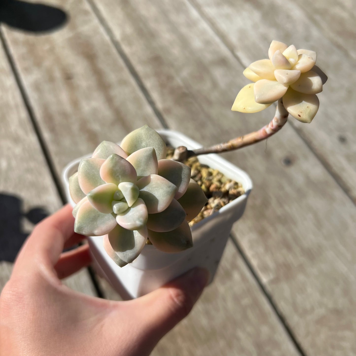 2105 Graptopetalum Paraguayense ssp.Bernalense Variegated