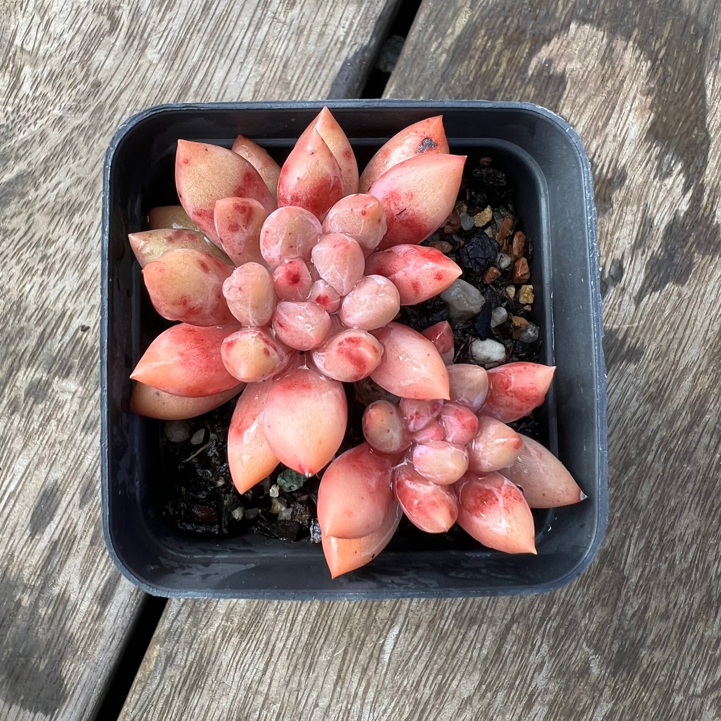 2105 Pachyveria Red Angel's Finger / 'Red Dragonfly'