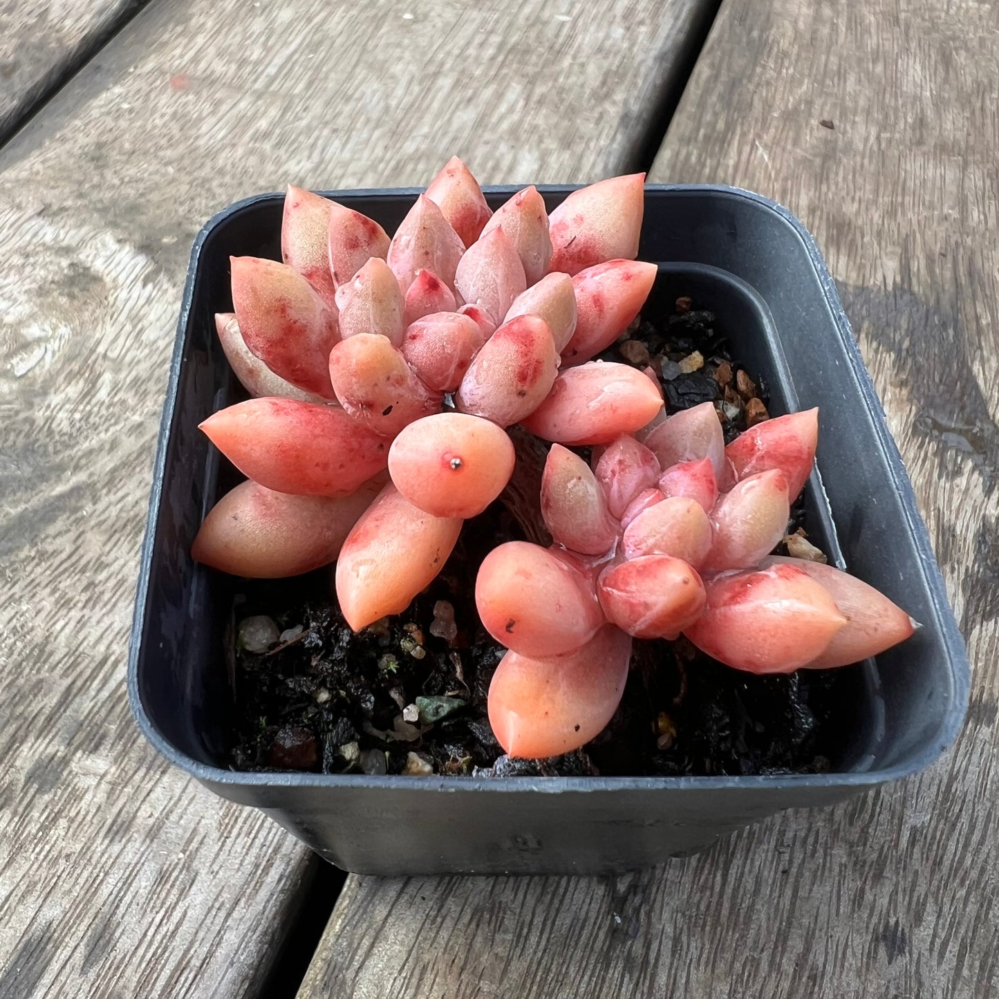 2105 Pachyveria Red Angel's Finger / 'Red Dragonfly'
