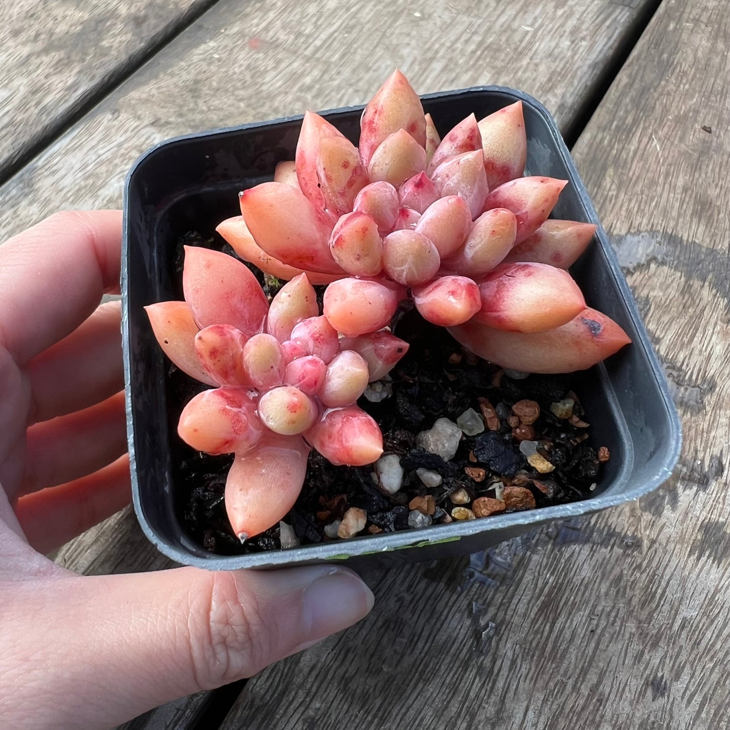 2105 Pachyveria Red Angel's Finger / 'Red Dragonfly'