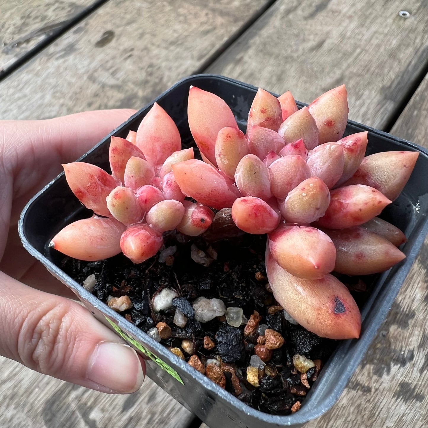 2105 Pachyveria Red Angel's Finger / 'Red Dragonfly'