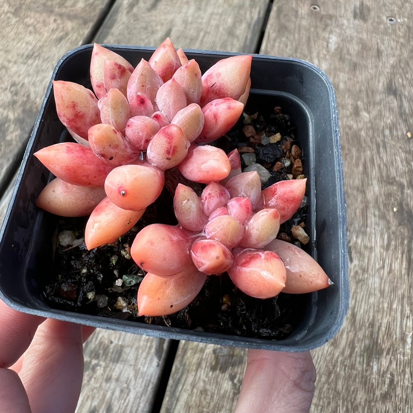2105 Pachyveria Red Angel's Finger / 'Red Dragonfly'