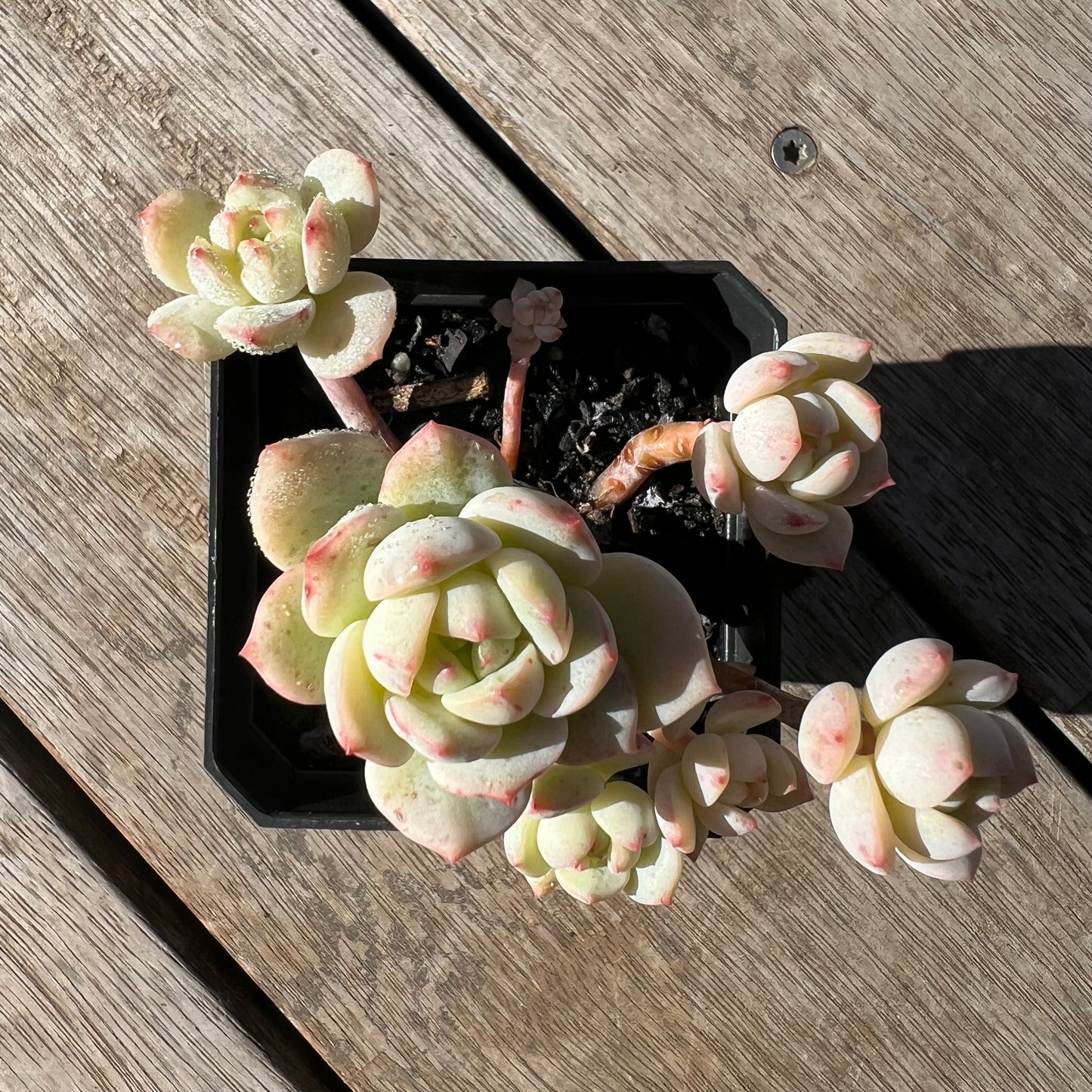 2105 Sedeveria Vanilla Bis(clump)