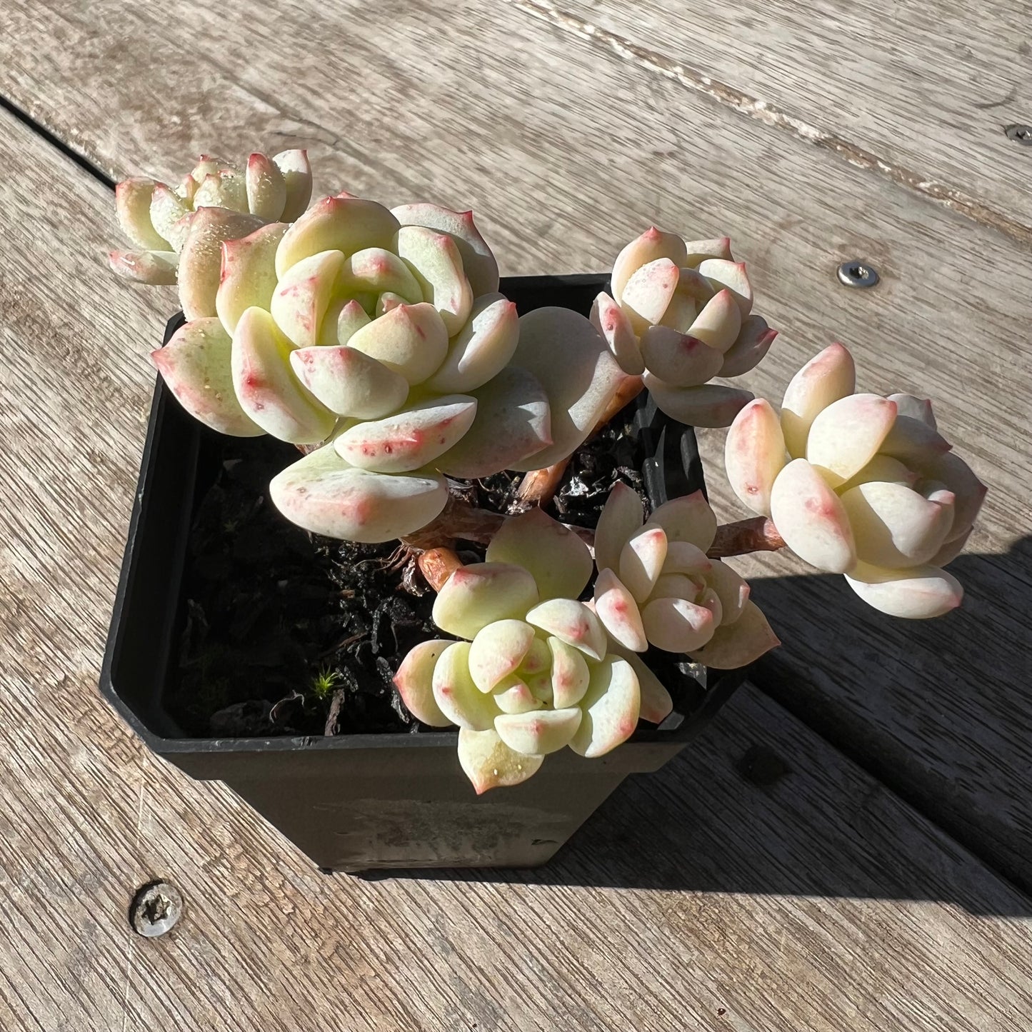 2105 Sedeveria Vanilla Bis(clump)