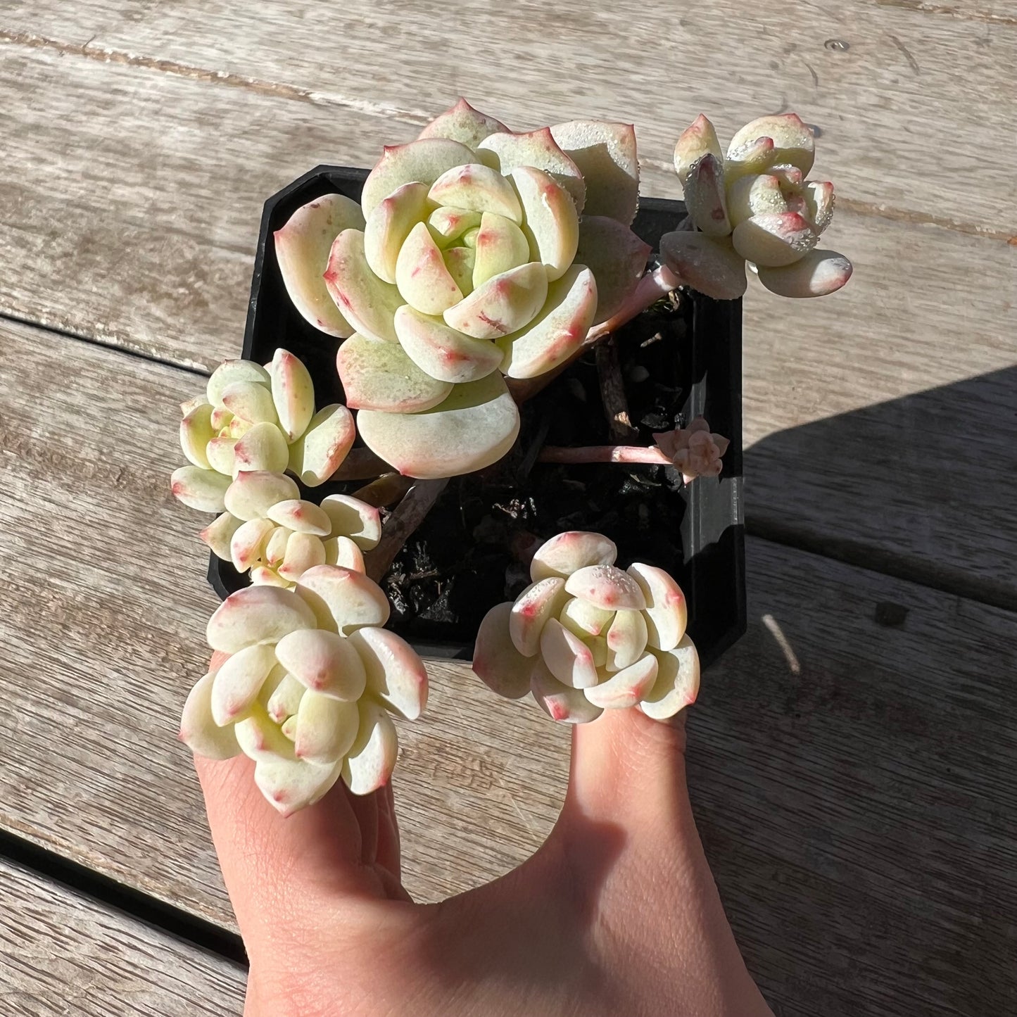 2105 Sedeveria Vanilla Bis(clump)