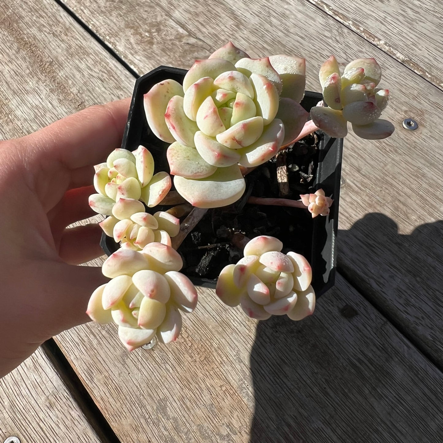 2105 Sedeveria Vanilla Bis(clump)