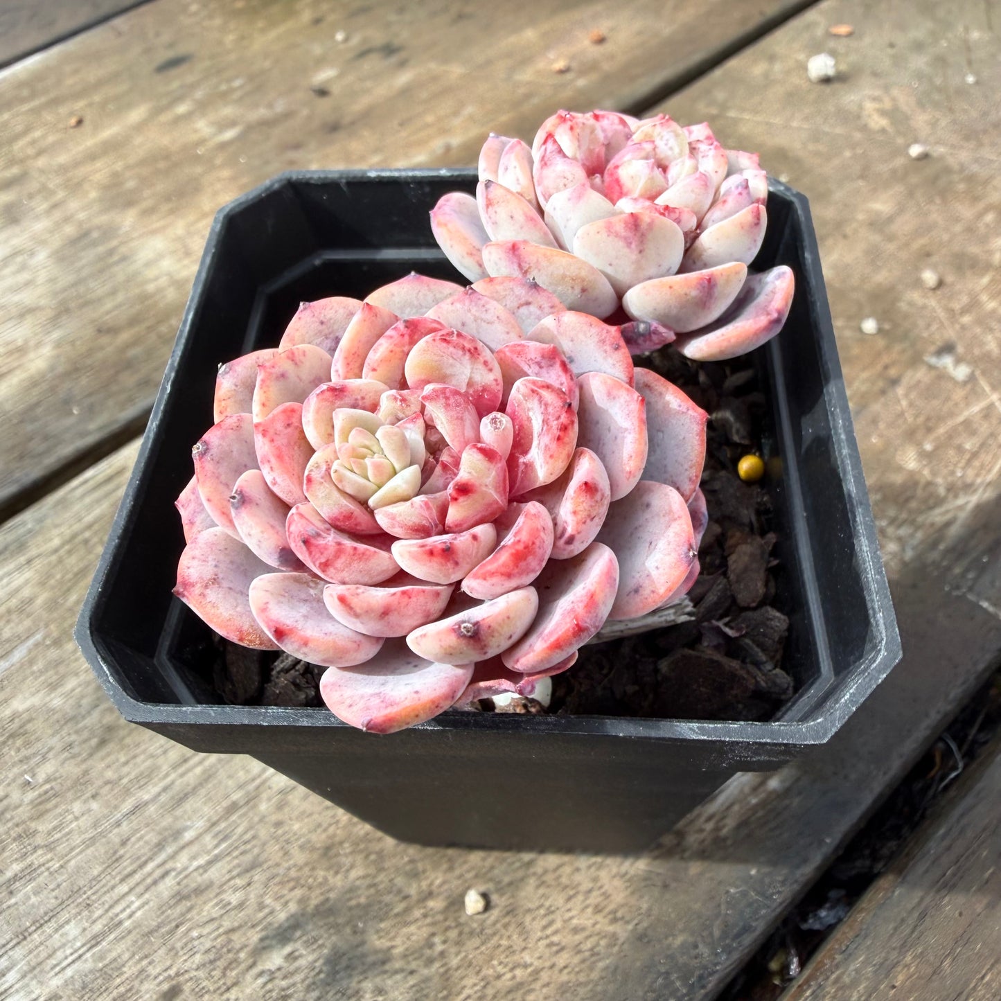 2110 Echeveria Amanda