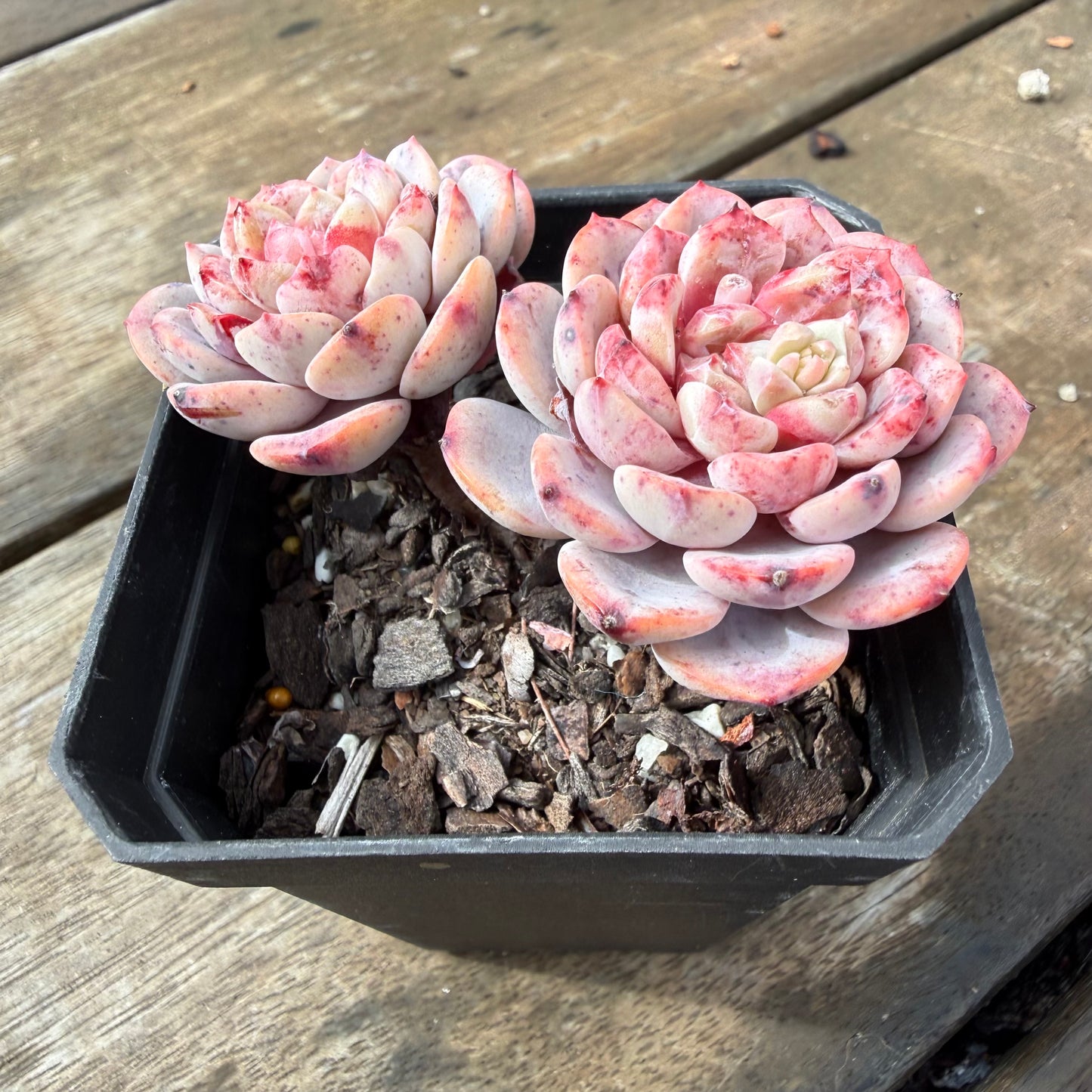 2110 Echeveria Amanda