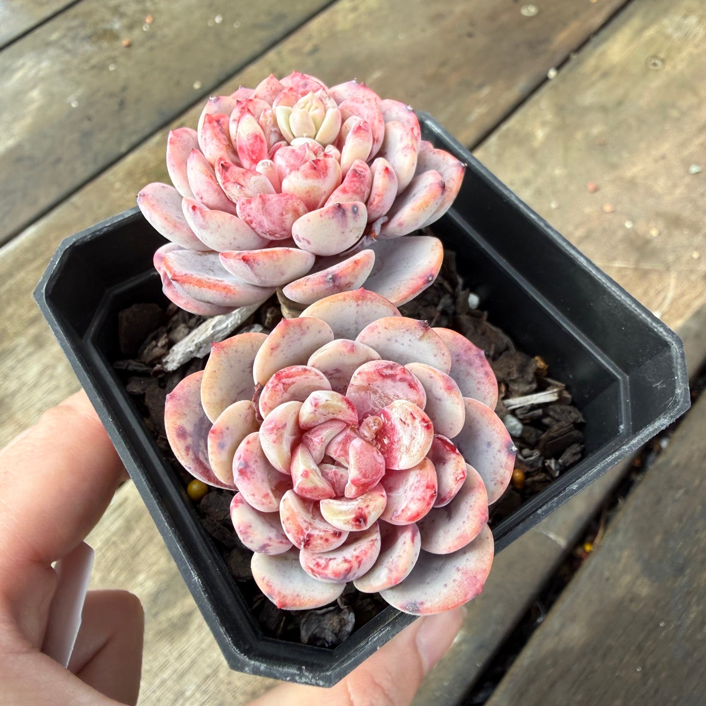 2110 Echeveria Amanda