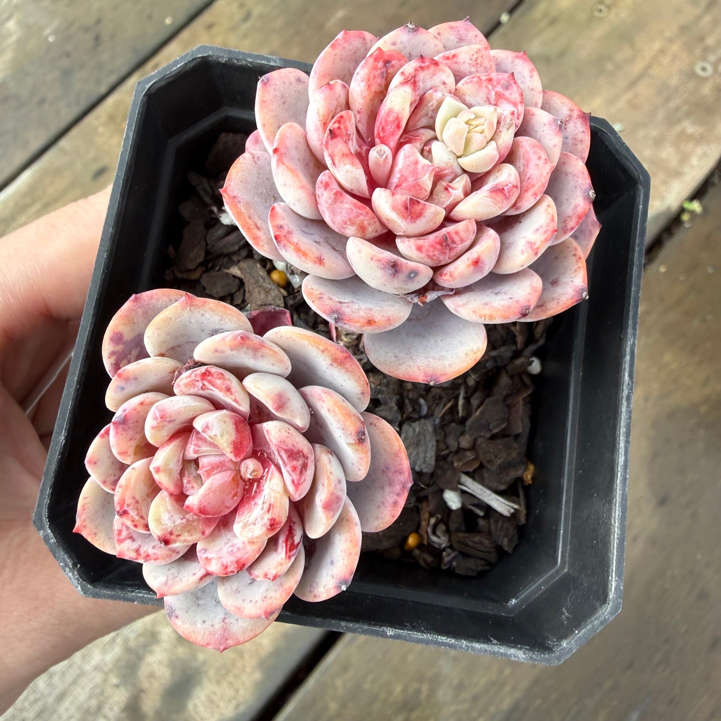 2110 Echeveria Amanda